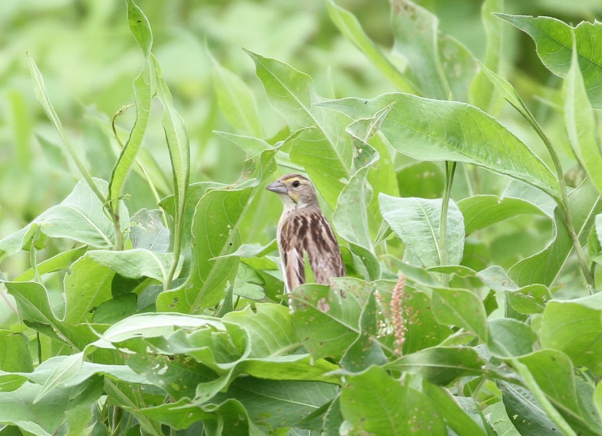 Dickcissel - ML64663311
