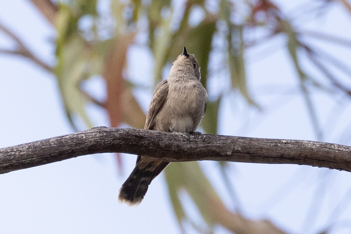 Black-eared Cuckoo - ML646633110