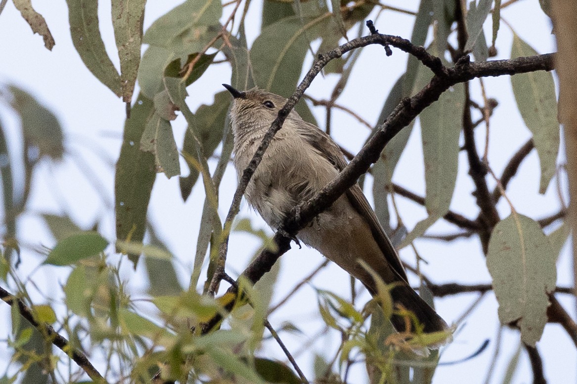 Black-eared Cuckoo - ML646633111