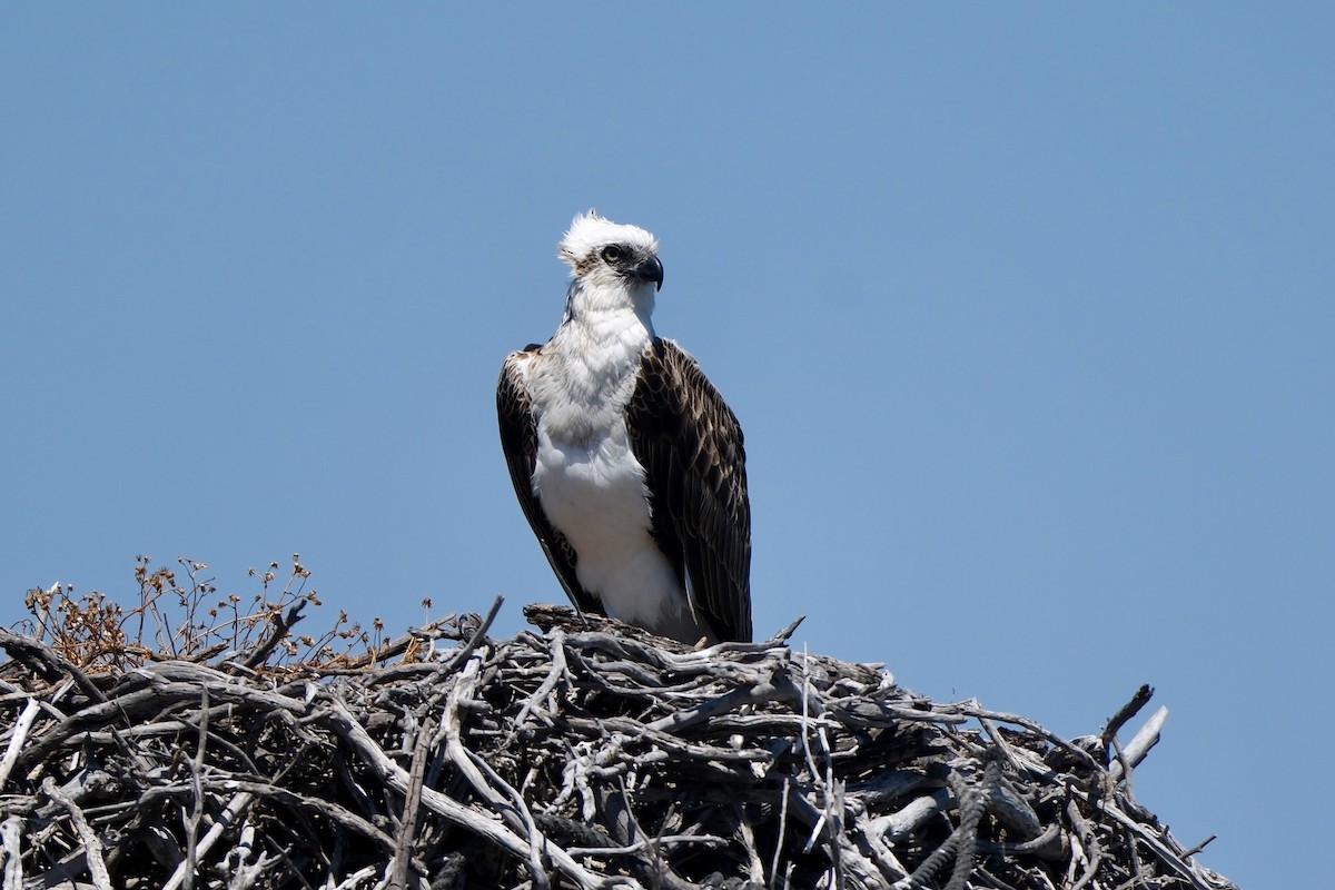 Balık Kartalı - ML646633112