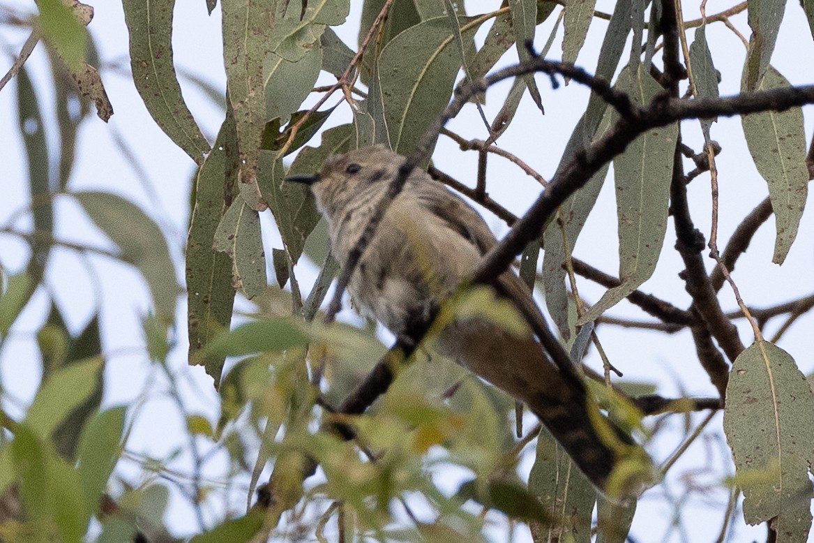 Black-eared Cuckoo - ML646633113