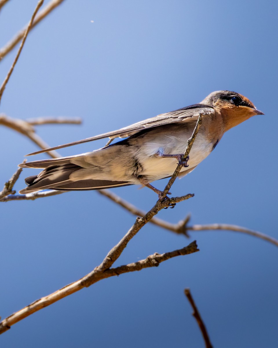 Welcome Swallow - ML646633117