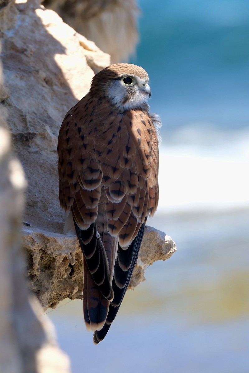 Nankin Kerkenezi - ML646633118