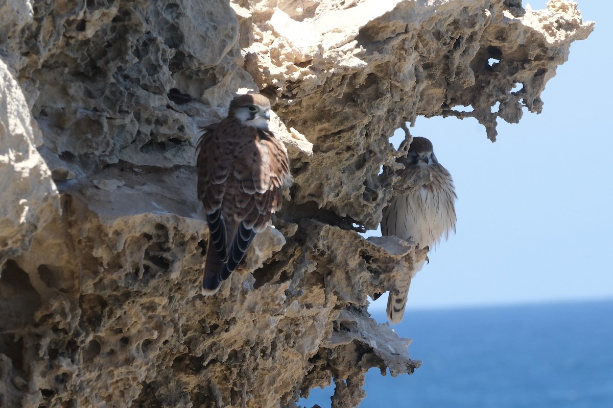 Nankin Kerkenezi - ML646633120