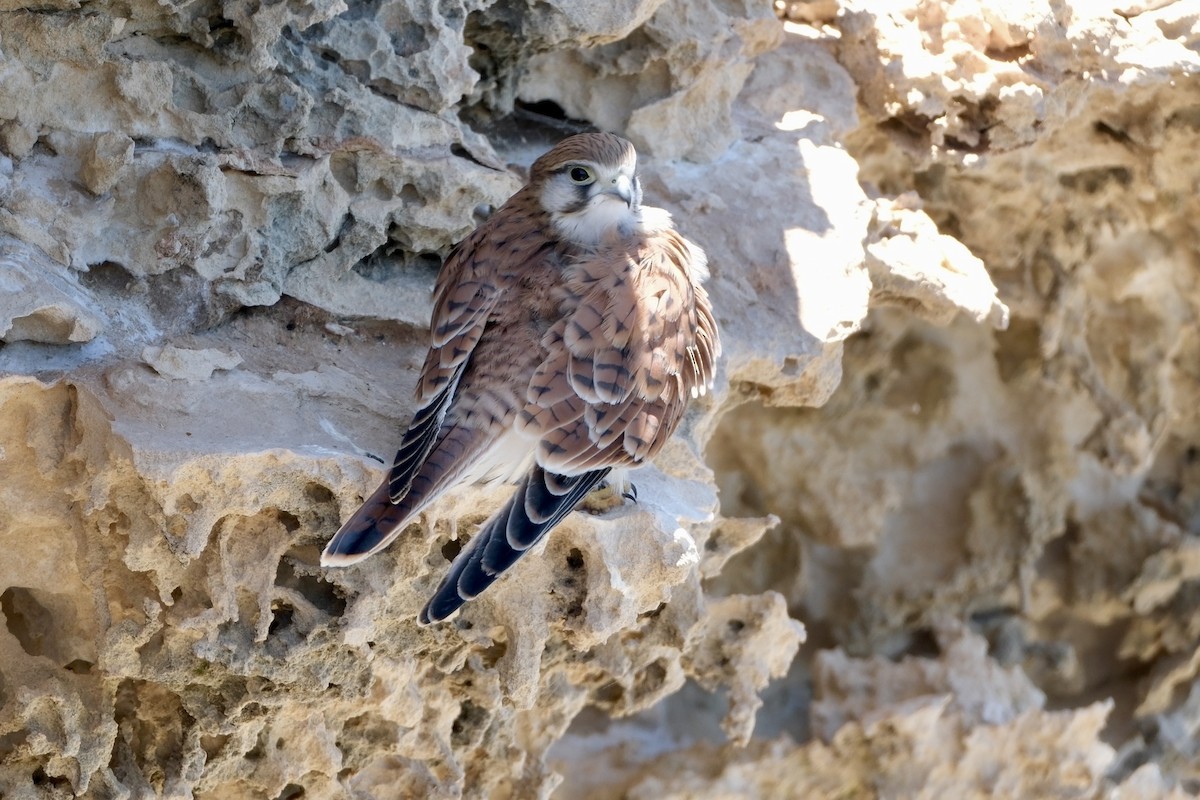 Nankin Kerkenezi - ML646633121