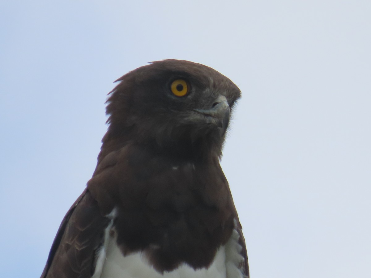 Black-chested Snake-Eagle - ML646633123