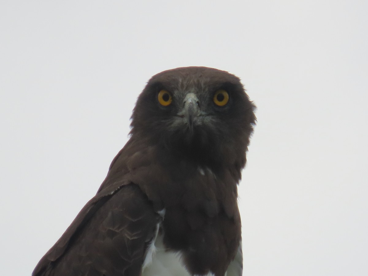 Black-chested Snake-Eagle - ML646633124
