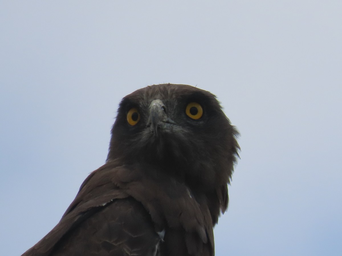 Black-chested Snake-Eagle - ML646633125