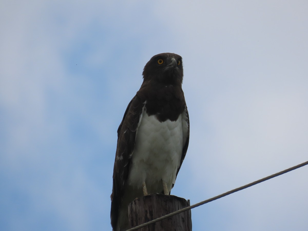 Black-chested Snake-Eagle - ML646633126