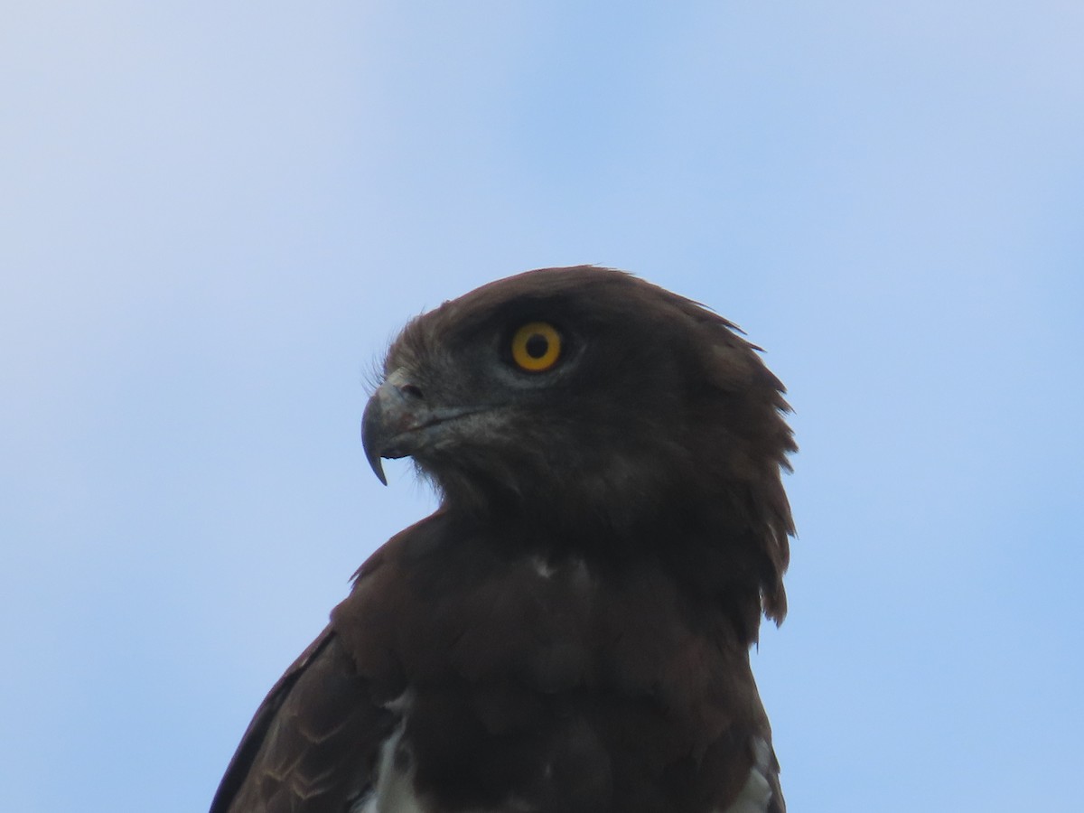 Black-chested Snake-Eagle - ML646633127
