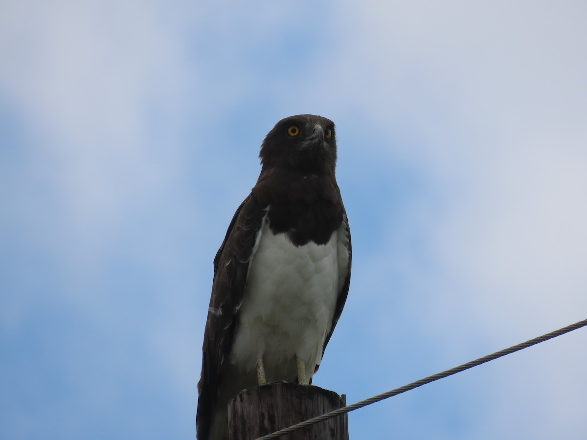 Black-chested Snake-Eagle - ML646633128