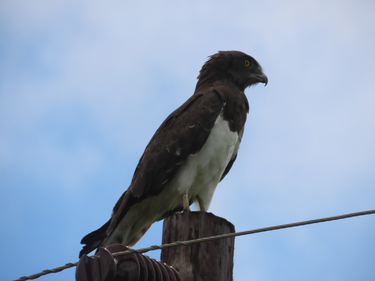 Black-chested Snake-Eagle - ML646633129
