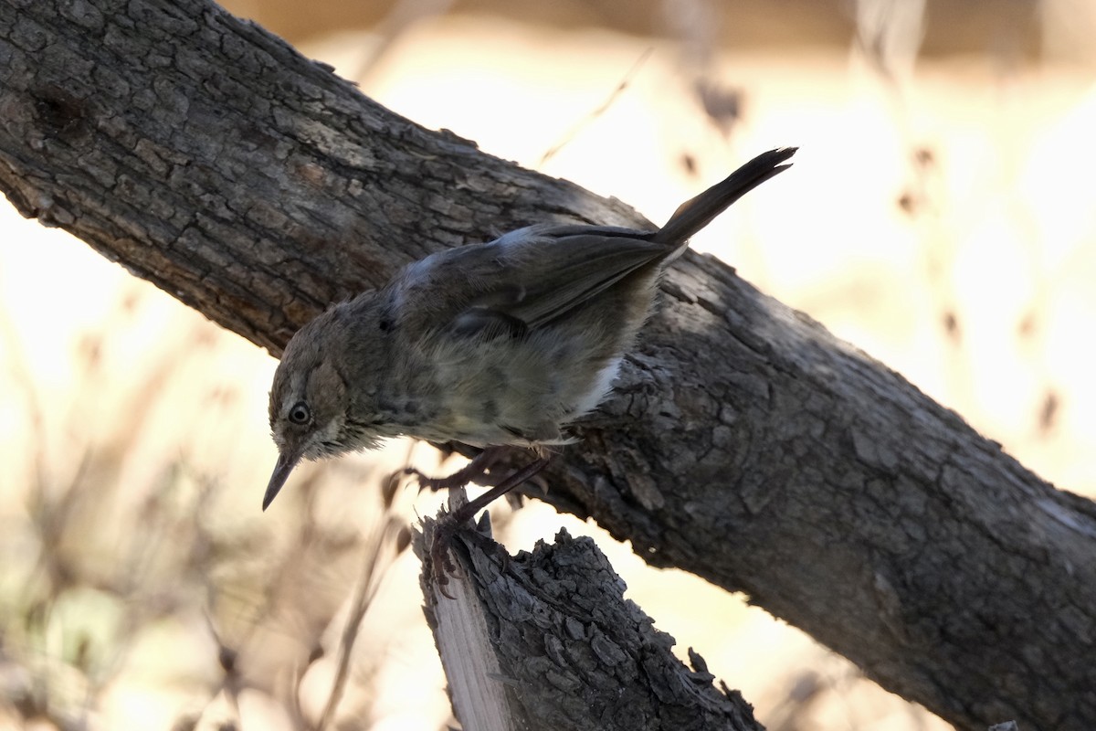 Benekli Serikornis - ML646633130