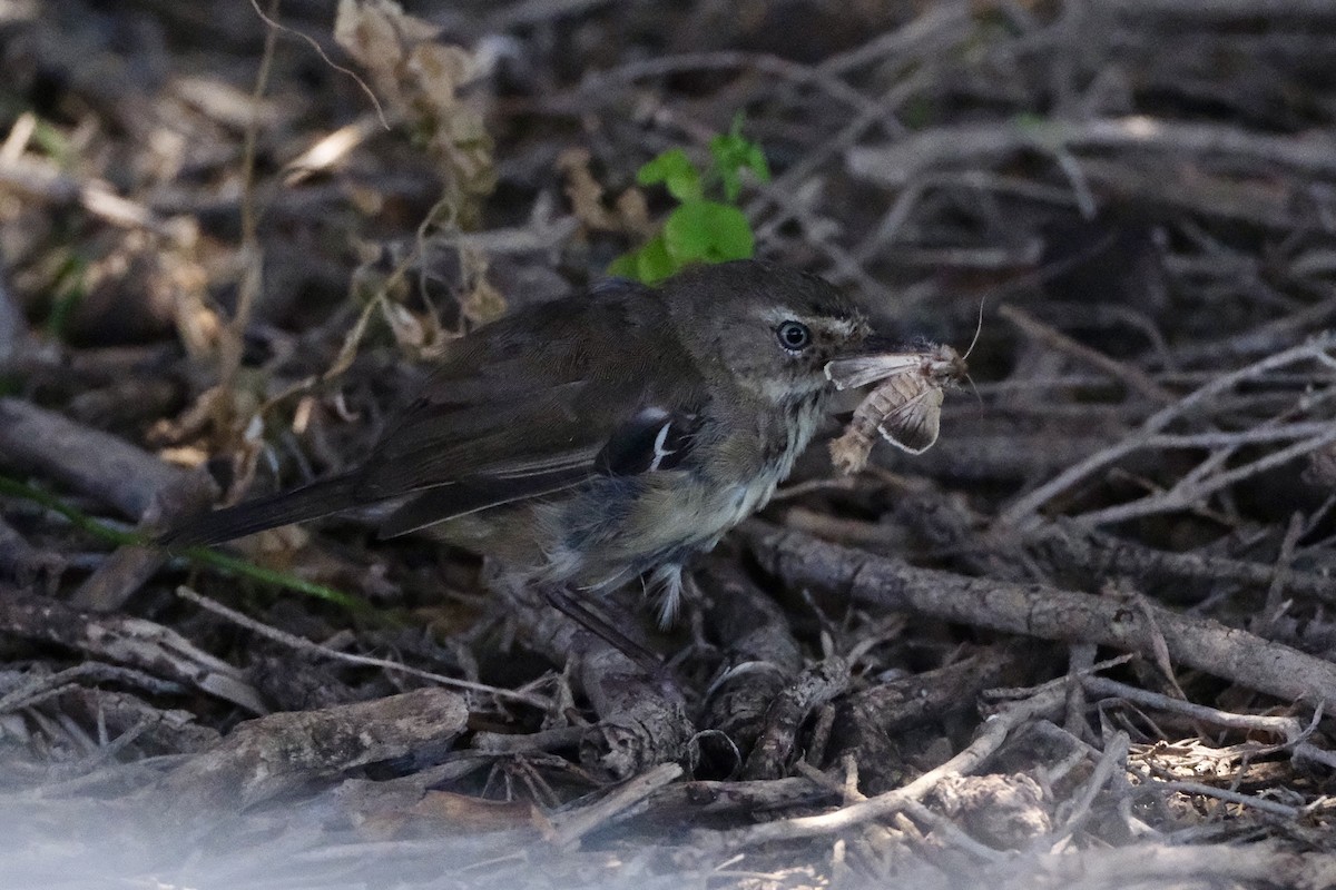 Benekli Serikornis - ML646633131