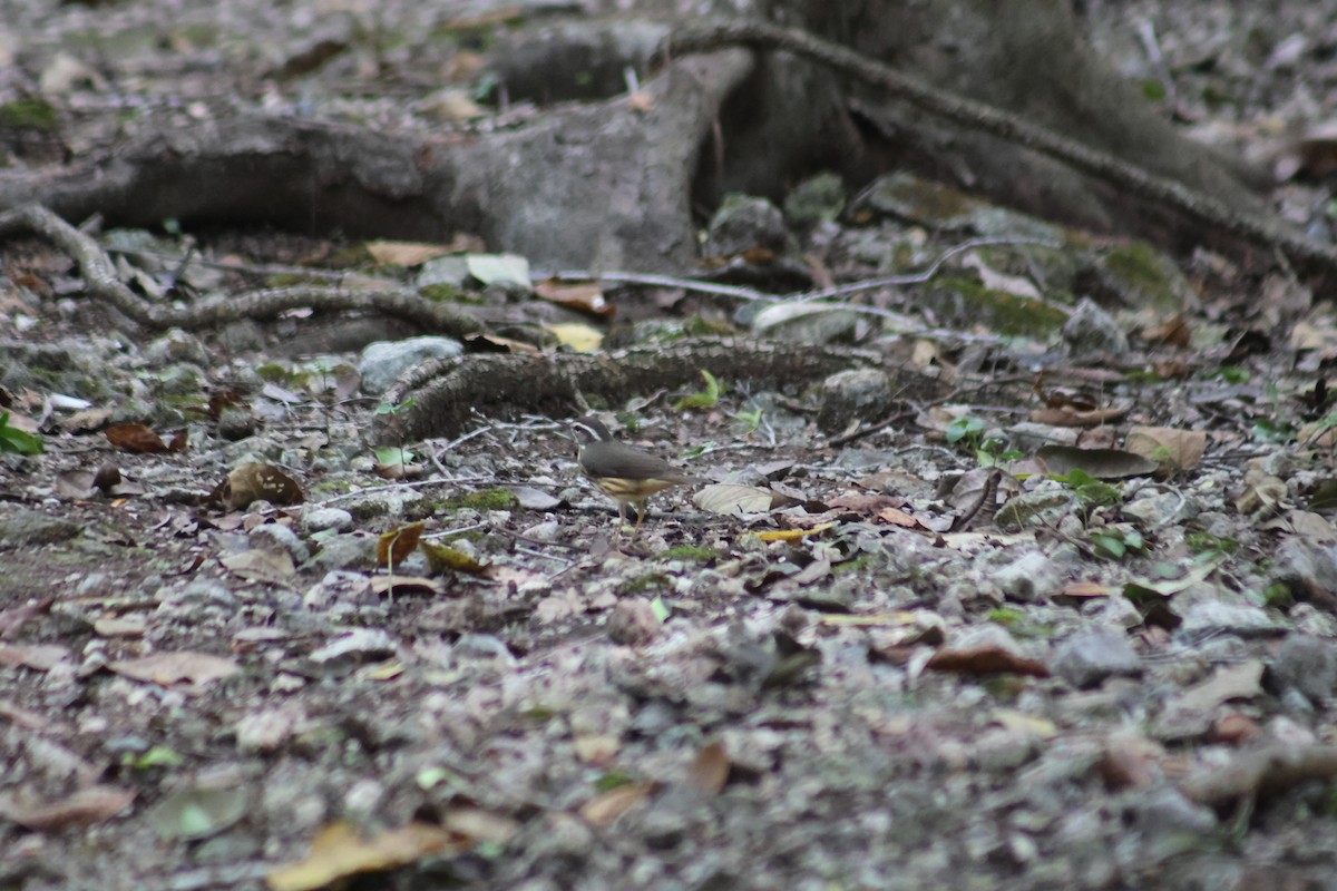 Northern Waterthrush - ML646633133