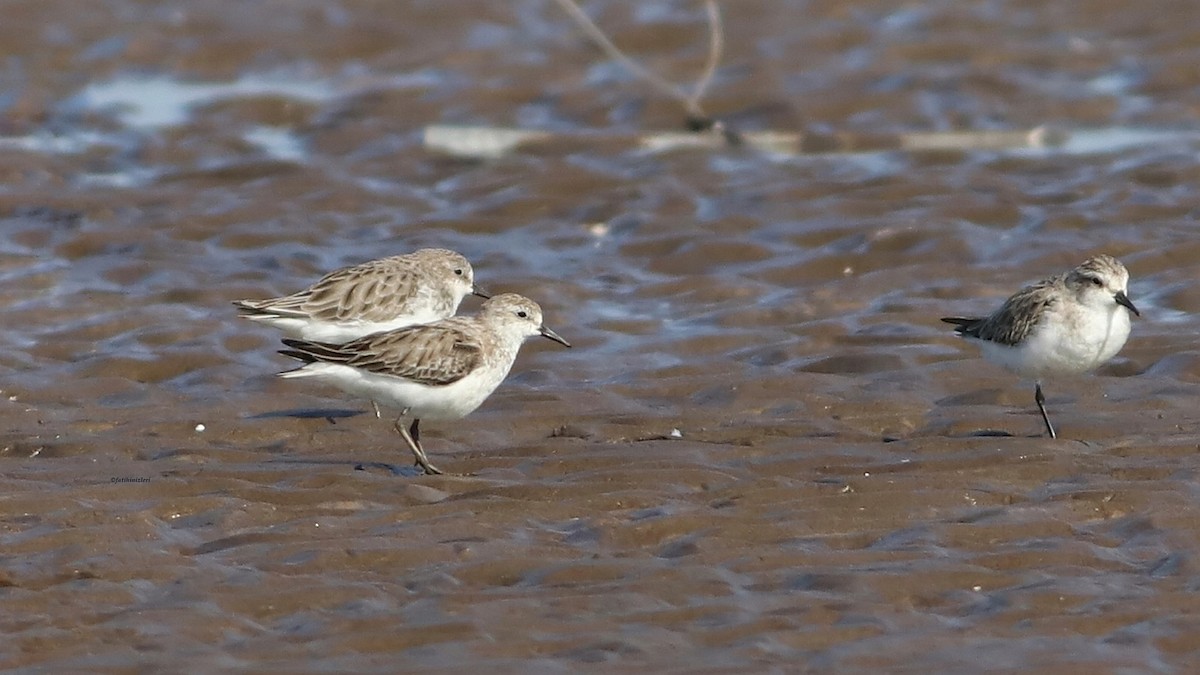 Red-necked Stint - ML646633135