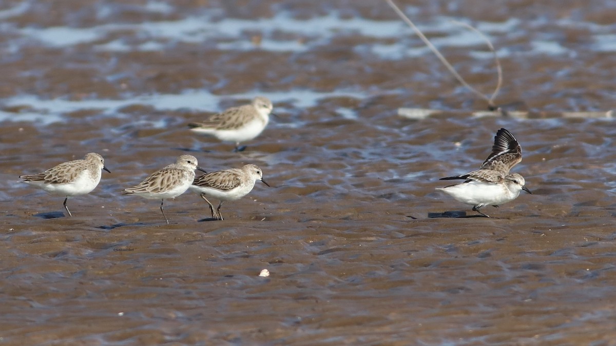 Red-necked Stint - ML646633138