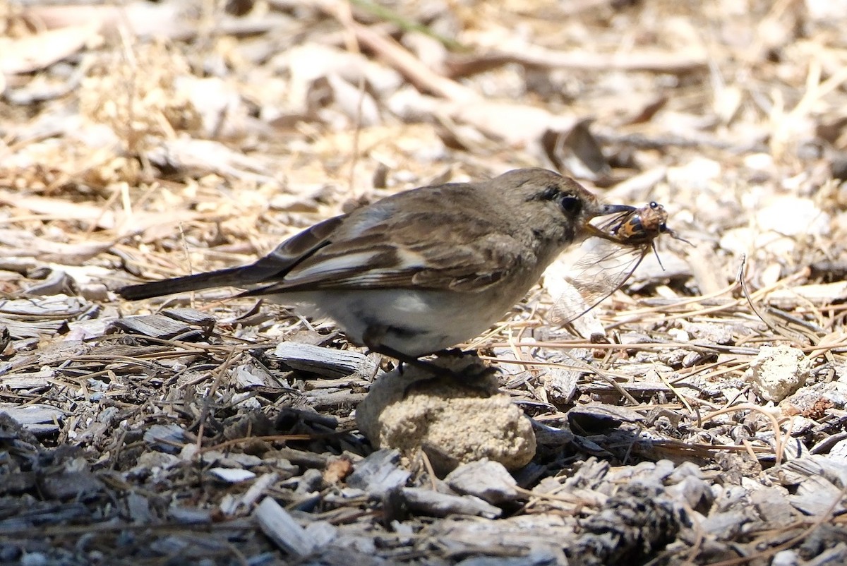 Kırmızı Alınlı Bülbül - ML646633141