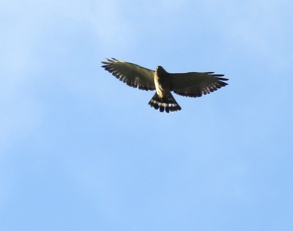 Broad-winged Hawk - ML646633142