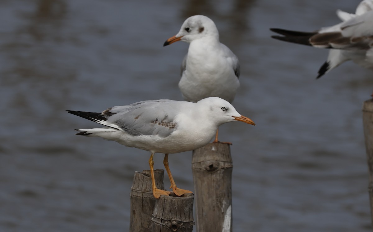 Gaviota Picofina - ML646633143