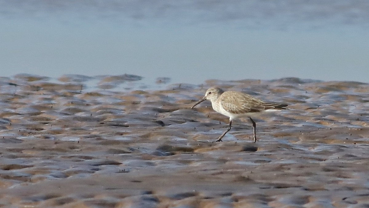 Curlew Sandpiper - ML646633144