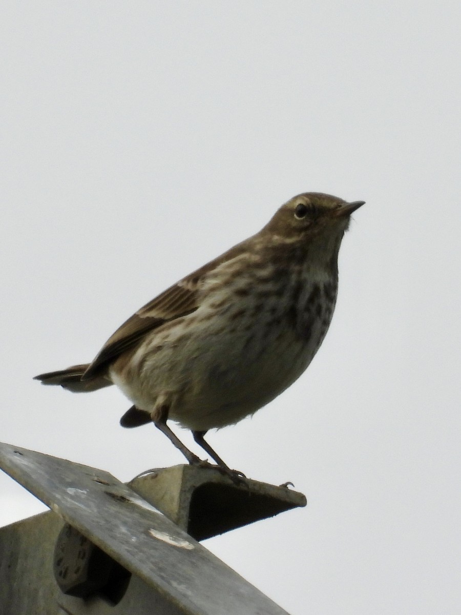 Water Pipit - ML646633146
