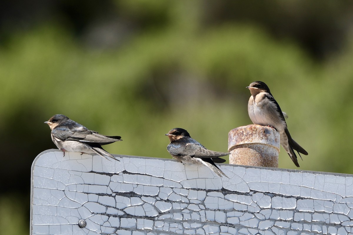 Haberci Kırlangıç - ML646633153