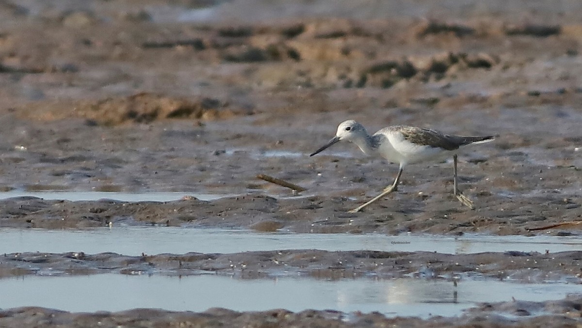 Common Greenshank - ML646633154