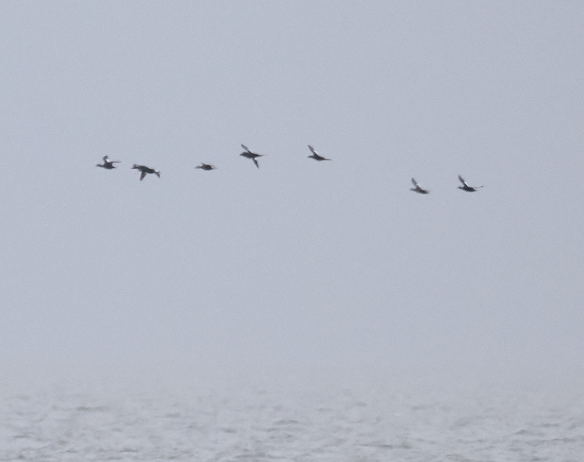 Velvet Scoter - ML646633155