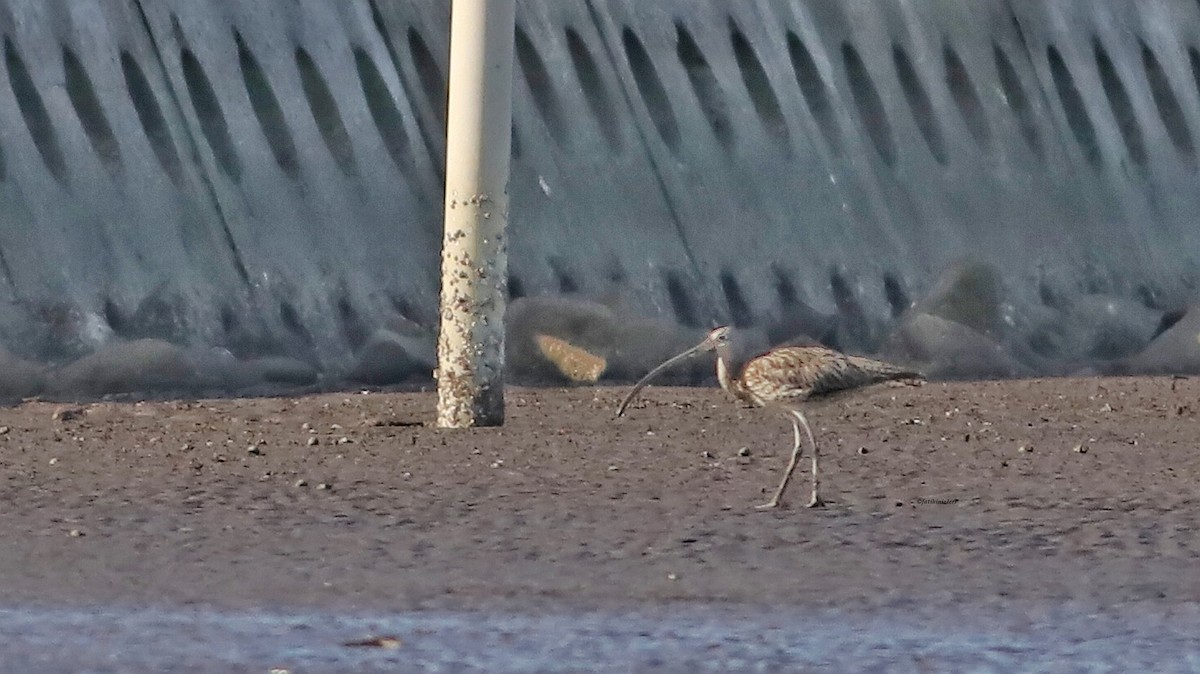 Eurasian Whimbrel - ML646633159