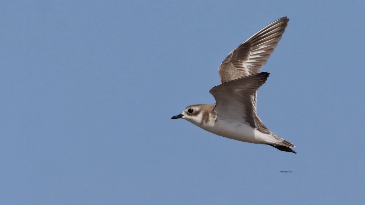 Tibetan Sand-Plover - ML646633162