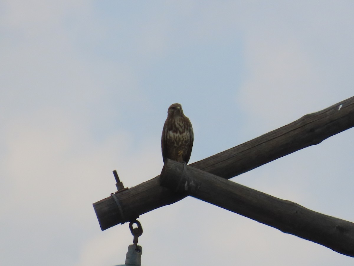 Common Buzzard - ML646633164