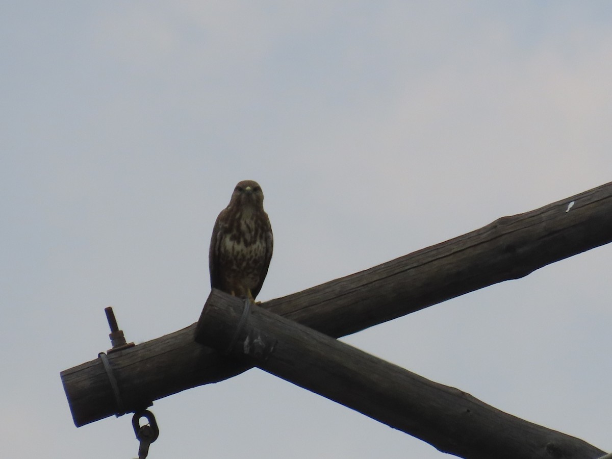 Common Buzzard - ML646633165