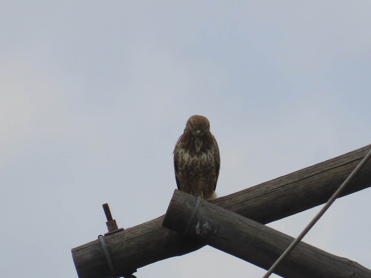 Common Buzzard - ML646633166