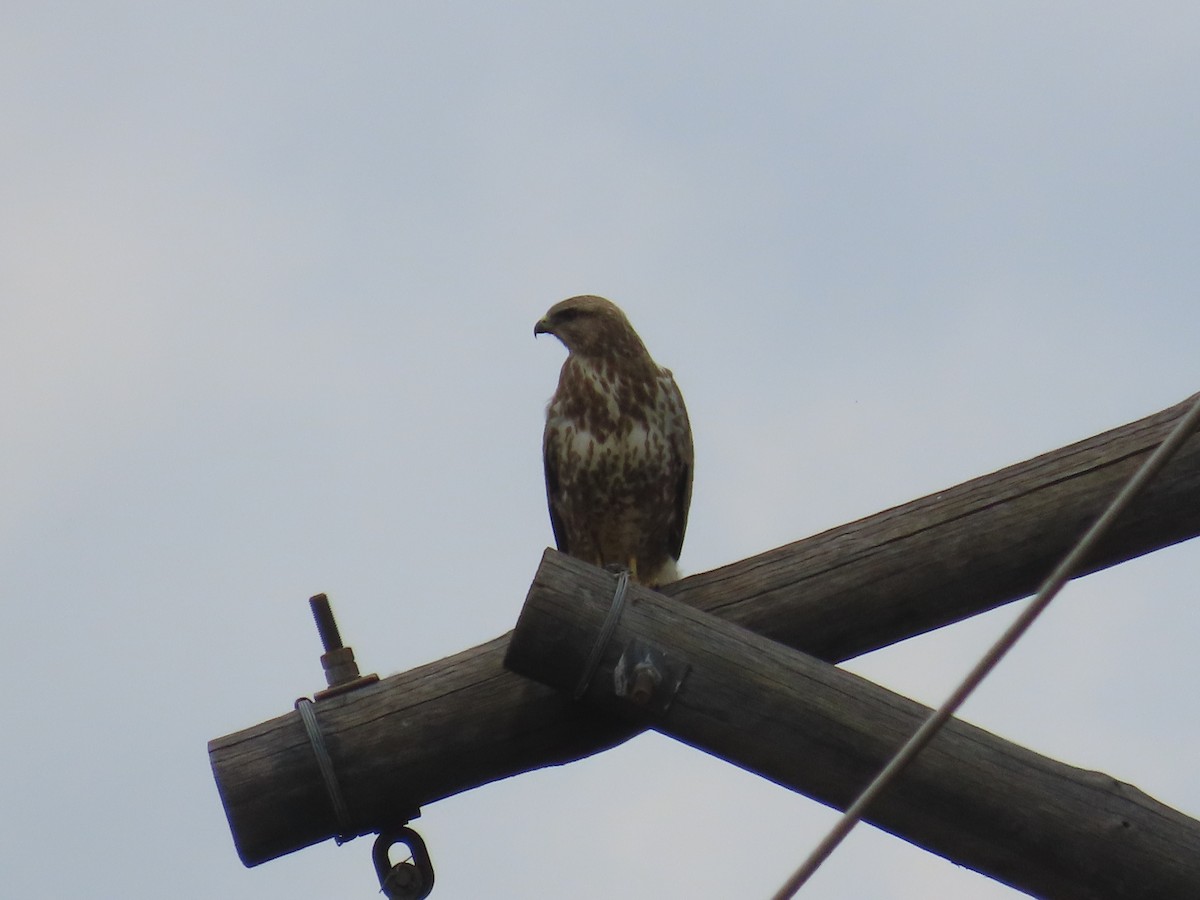 Common Buzzard - ML646633167