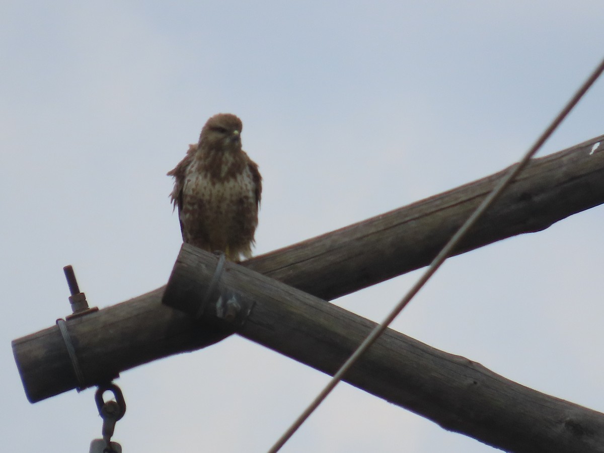 Common Buzzard - ML646633168