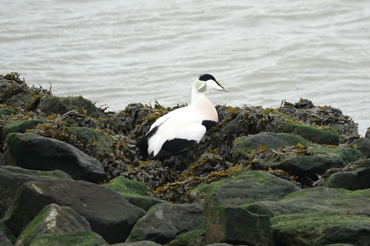 Common Eider - ML646633170