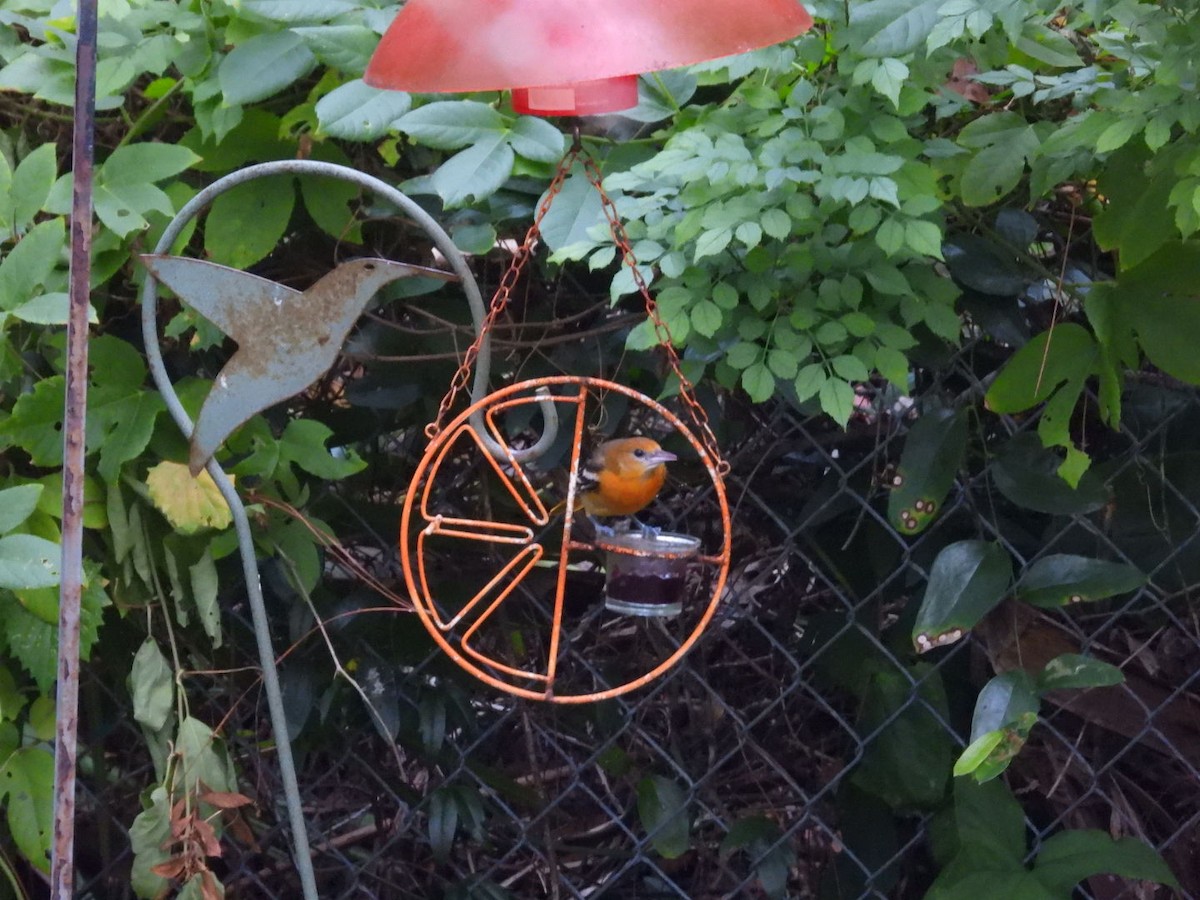 Baltimore Oriole - ML646633171