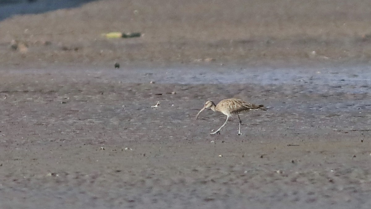 Eurasian Curlew - ML646633172