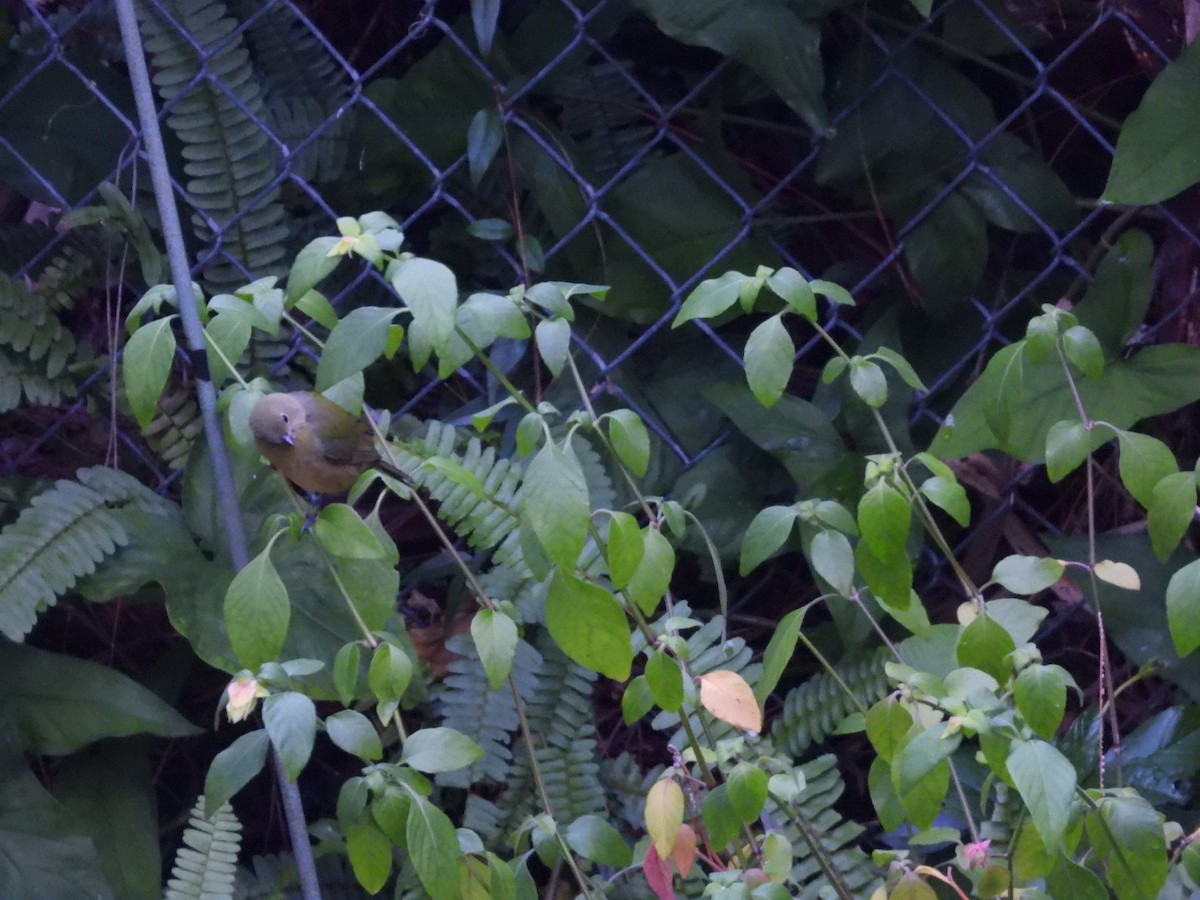 Painted Bunting - ML646633174