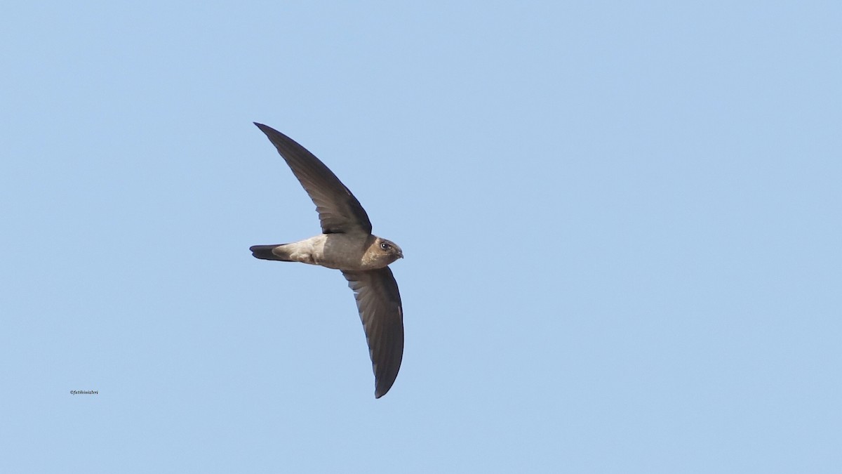 White-nest Swiftlet - ML646633177
