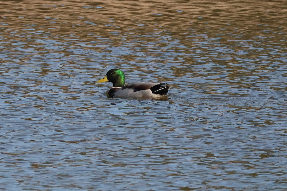 Mallard - ML646633190