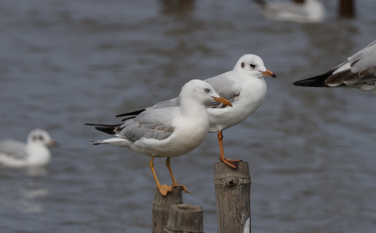 Gaviota Picofina - ML646633192
