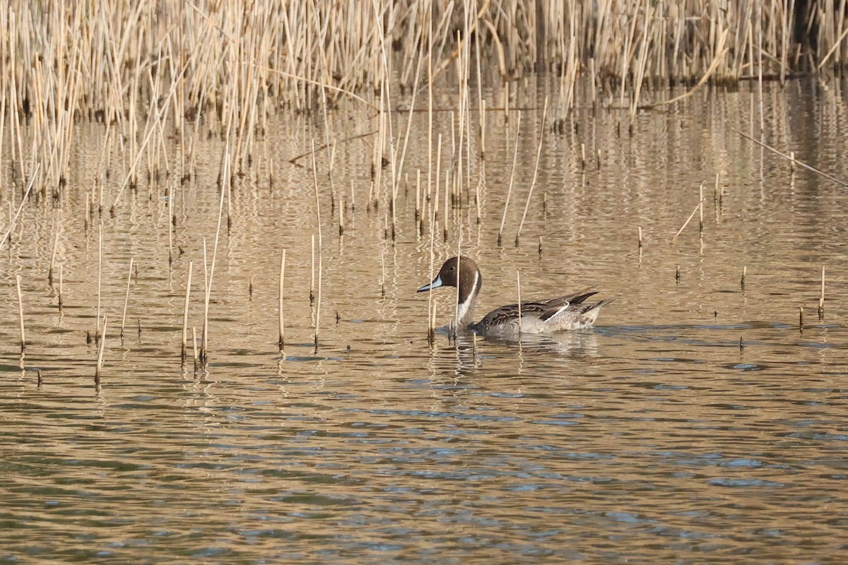 Northern Pintail - ML646633194