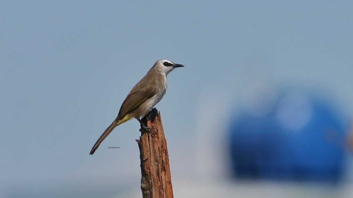 Yellow-vented Bulbul - ML646633196