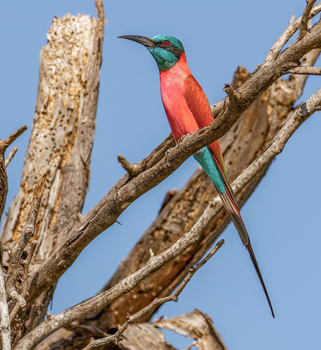 שרקרק ורוד - ML646633212
