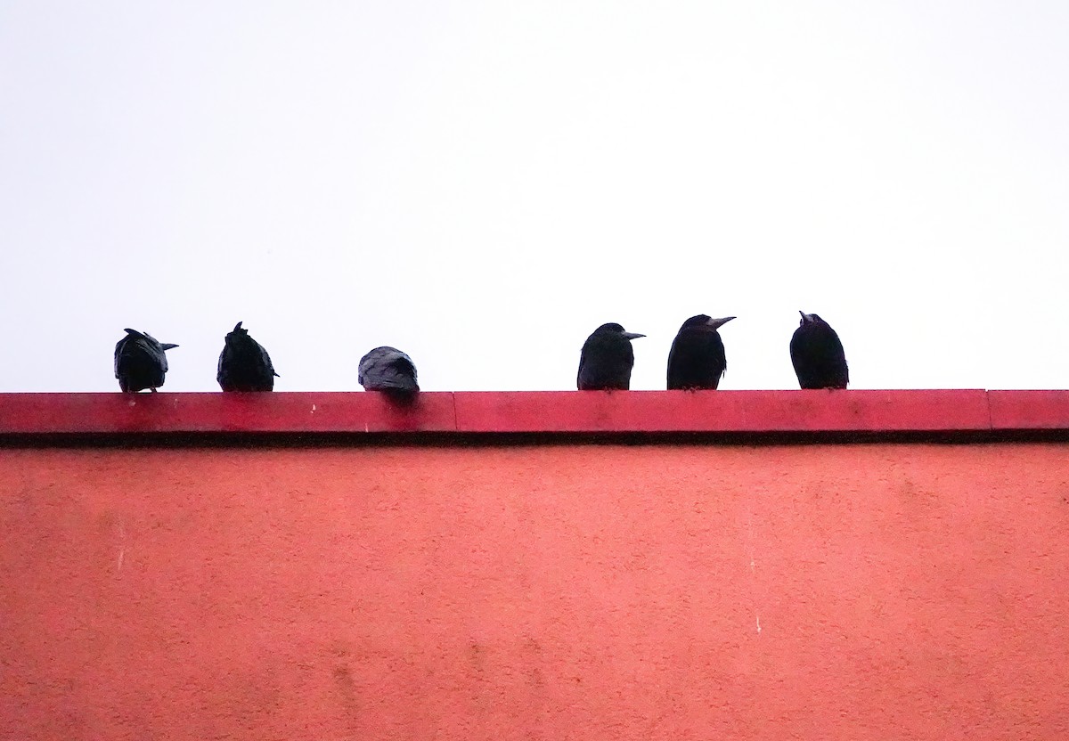 Ekin Kargası - ML646633214