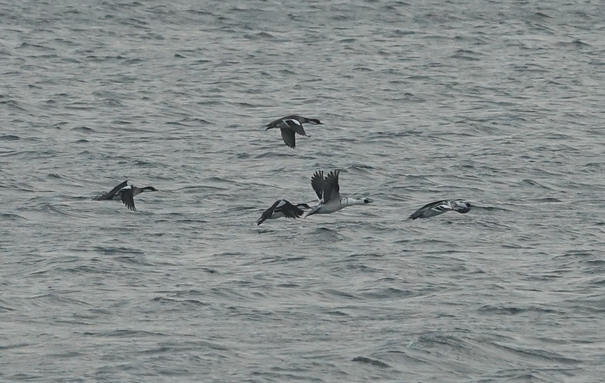 白秋沙 - ML646633215