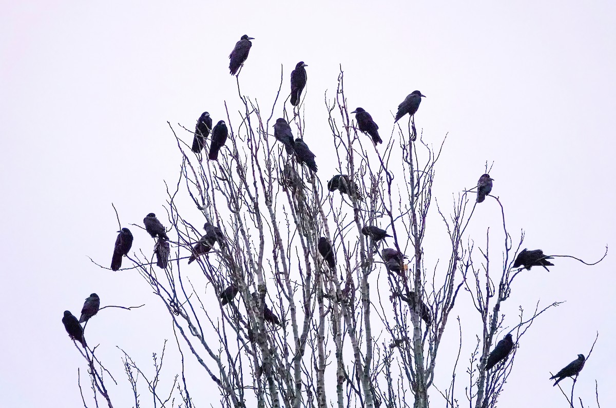 Ekin Kargası - ML646633216