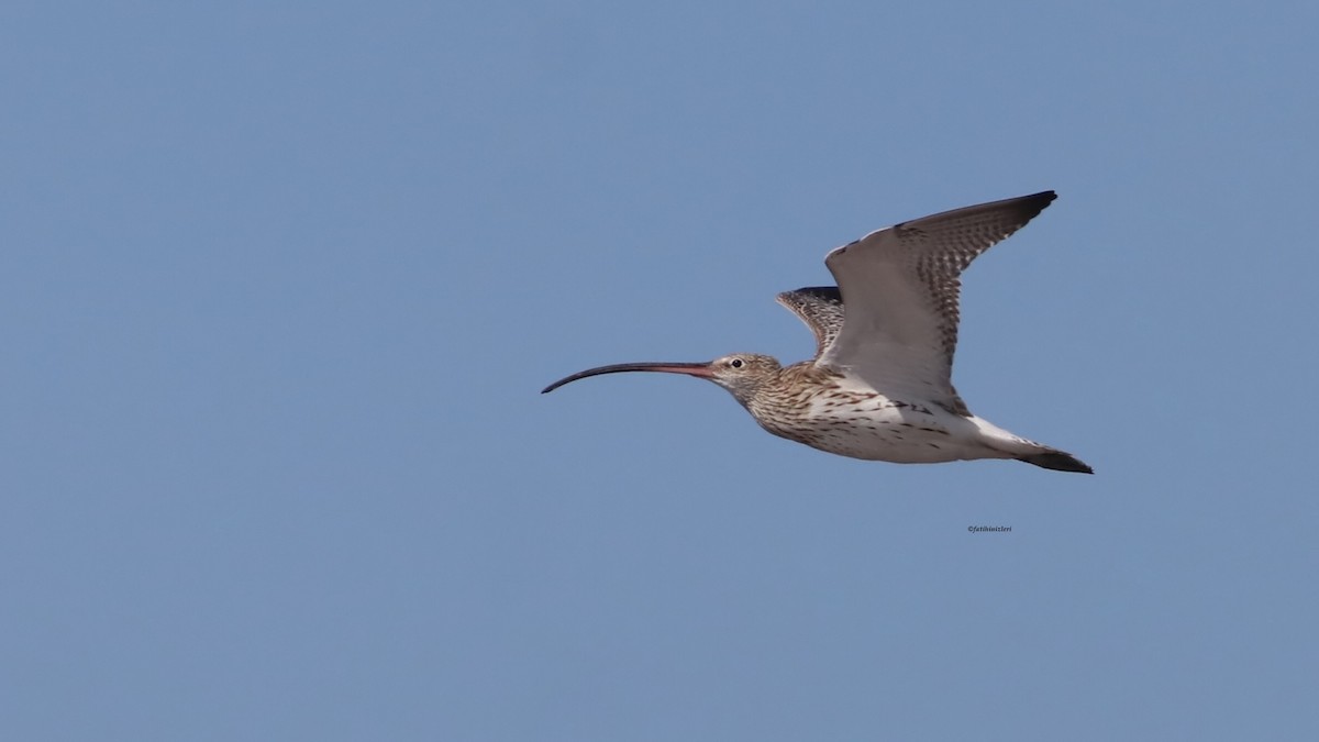 Eurasian Curlew - ML646633217